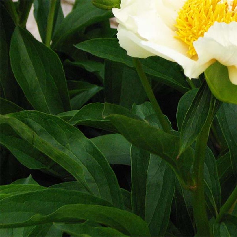 Paeonia lactiflora Claire de Lune - Edel-Pfingstrosen (Foliage)
