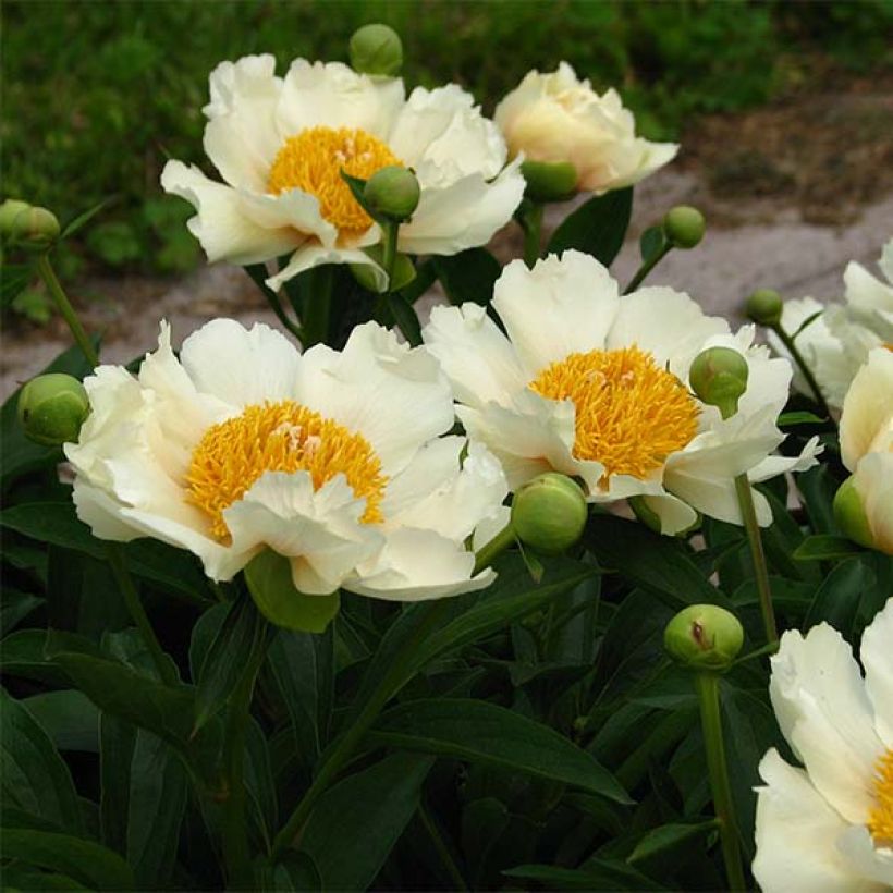 Paeonia lactiflora Claire de Lune - Edel-Pfingstrosen (Flowering)