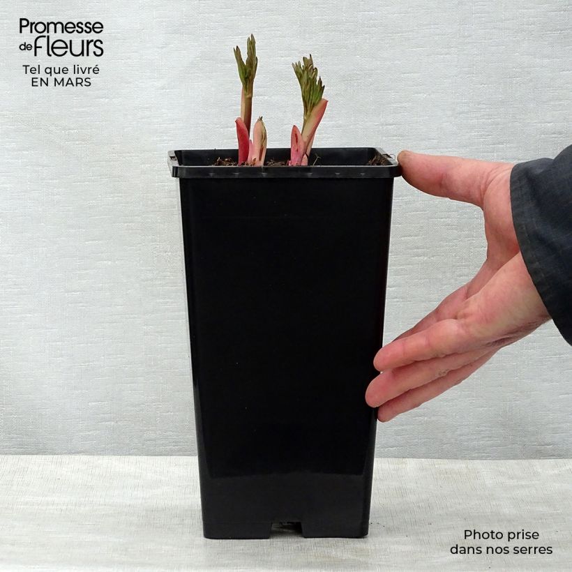 Exemplar von Paeonia Flame - Pfingstrose Topf mit 3L/4L wie im Frühjahr geliefert