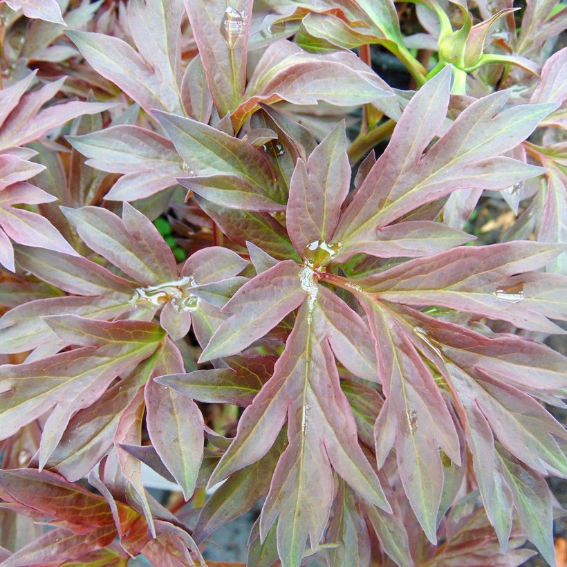 Paeonia Itoh Bartzella (Foliage)
