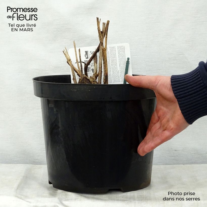 Example of Paeonia Itoh Bartzella Topf mit 7,5L/10L as you get in printemps