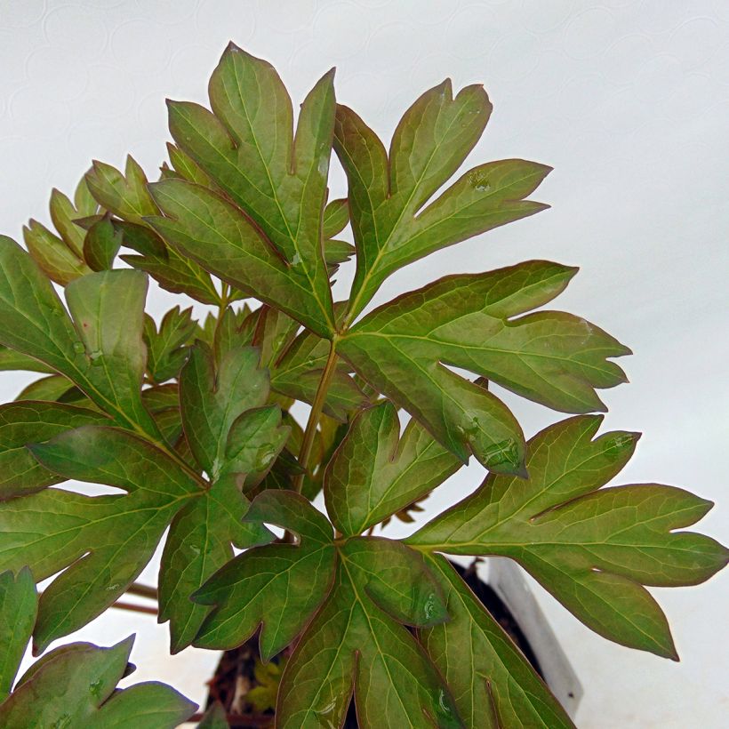 Paeonia Itoh Canary Brillant (Foliage)