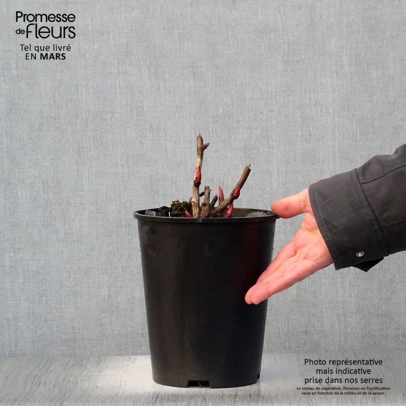 Exemplar von Paeonia Itoh Cora Louise Topf mit 3L/4L wie im Frühjahr geliefert