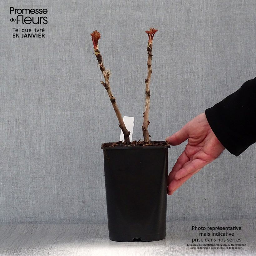 Example of Paeonia suffruticosa Bai Yuan Hong Xia - Strauch-Pfingstrose Topf mit 2L/3L as you get in hiver