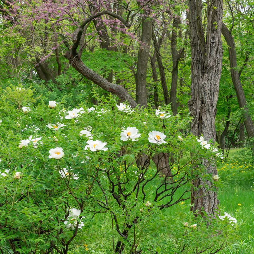 Paeonia ostii Feng Dan Bai - Pfingstrose (Plant habit)