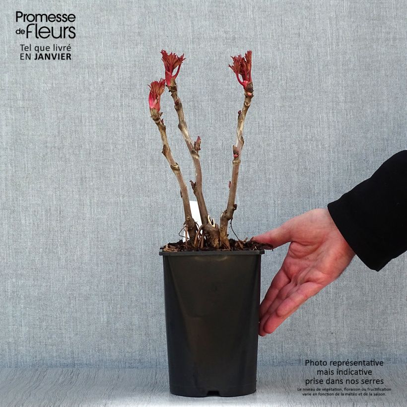 Example of Paeonia suffruticosa Lu He Hong - Strauch-Pfingstrose Topf mit 2L/3L as you get in hiver