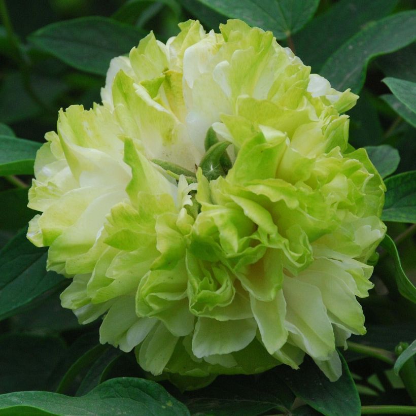 Paeonia suffruticosa 10 Lu Mu Ying Yu - Strauch-Pfingstrose (Flowering)