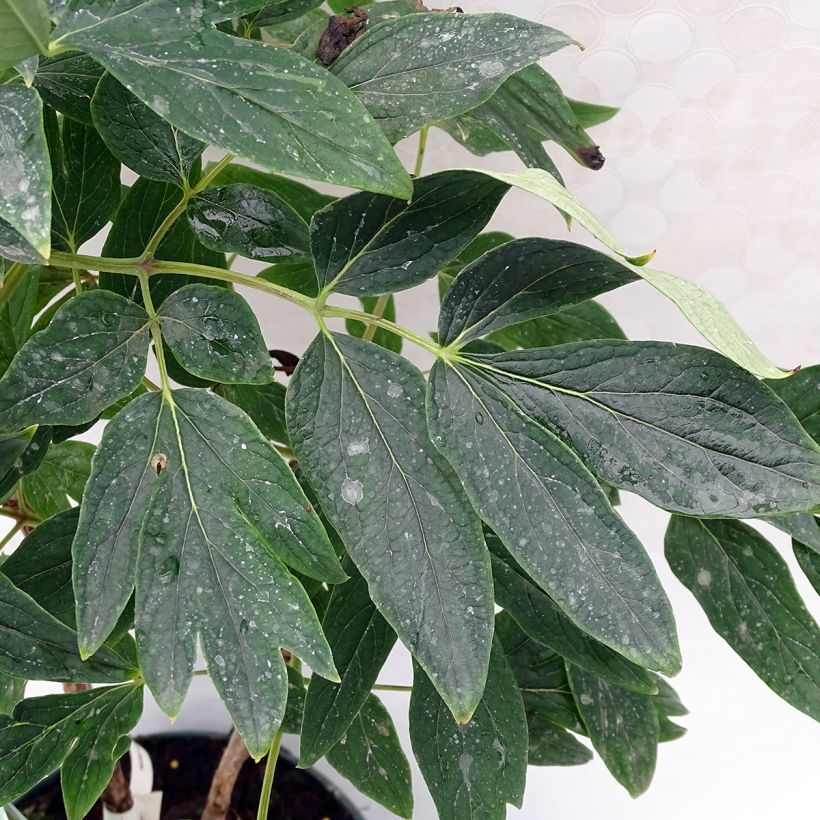 Paeonia suffruticosa 10 Lu Mu Ying Yu - Strauch-Pfingstrose (Foliage)