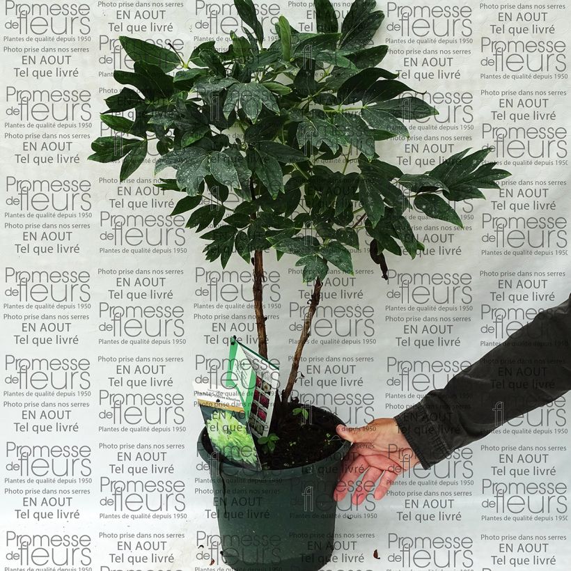 Example of Paeonia suffruticosa 10 Lu Mu Ying Yu - Strauch-Pfingstrose Topf mit 6L/7L as you get