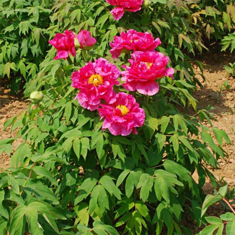 Paeonia suffruticosa Ri Yue Jin - Strauch-Pfingstrose (Plant habit)