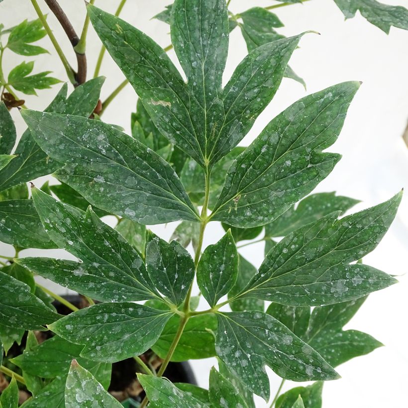 Paeonia suffruticosa Ri Yue Jin - Strauch-Pfingstrose (Foliage)