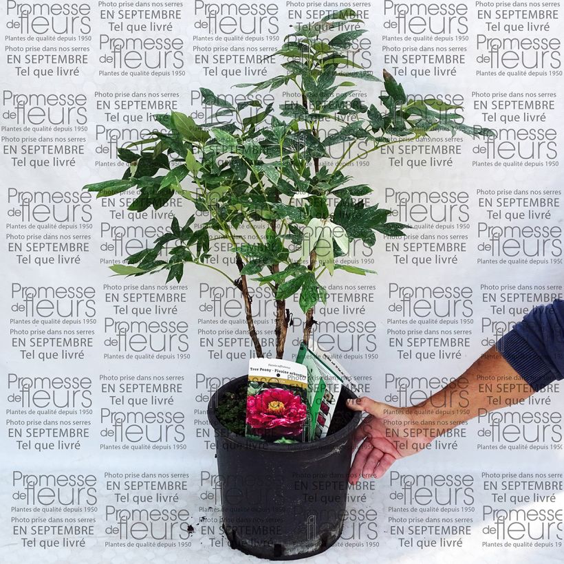 Example of Paeonia suffruticosa Ri Yue Jin - Strauch-Pfingstrose Topf mit 7,5L/10L as you get