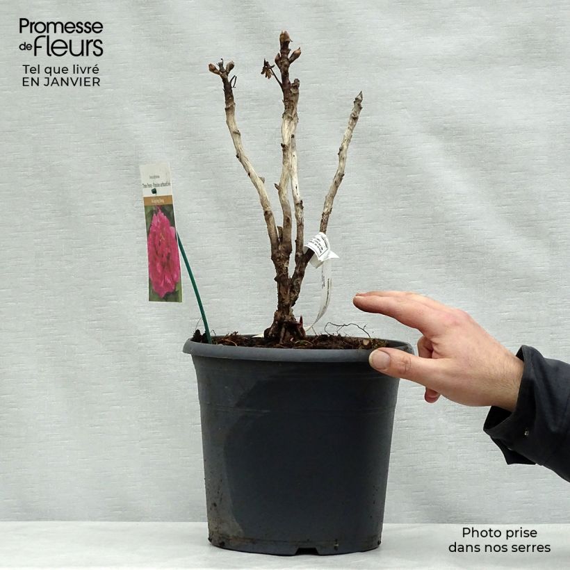 Example of Paeonia suffruticosa Wu Long Peng Sheng - Strauch-Pfingstrose Topf mit 6L/7L as you get in hiver