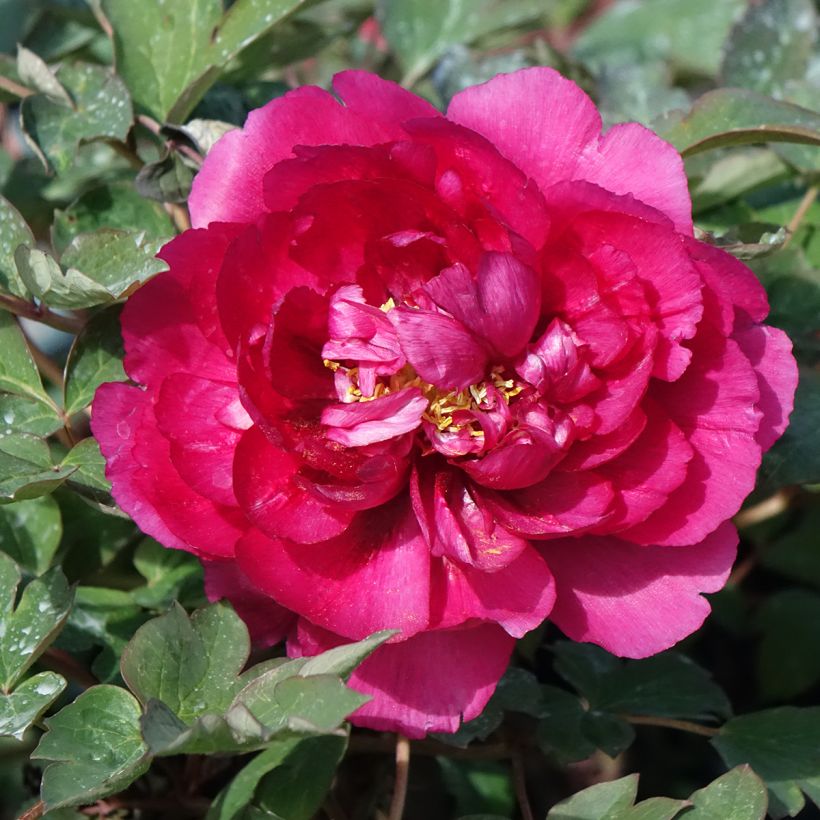 Paeonia suffruticosa Wu Long Peng Sheng - Strauch-Pfingstrose (Blüte)