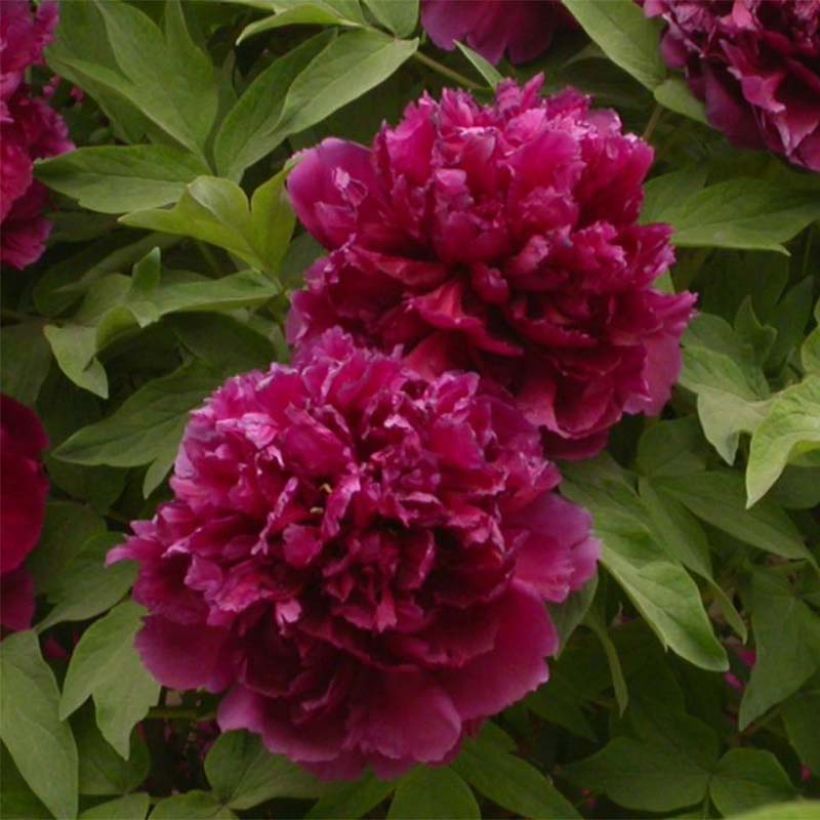 Paeonia suffruticosa Bai Yuan Hong Xia - Strauch-Pfingstrose (Flowering)