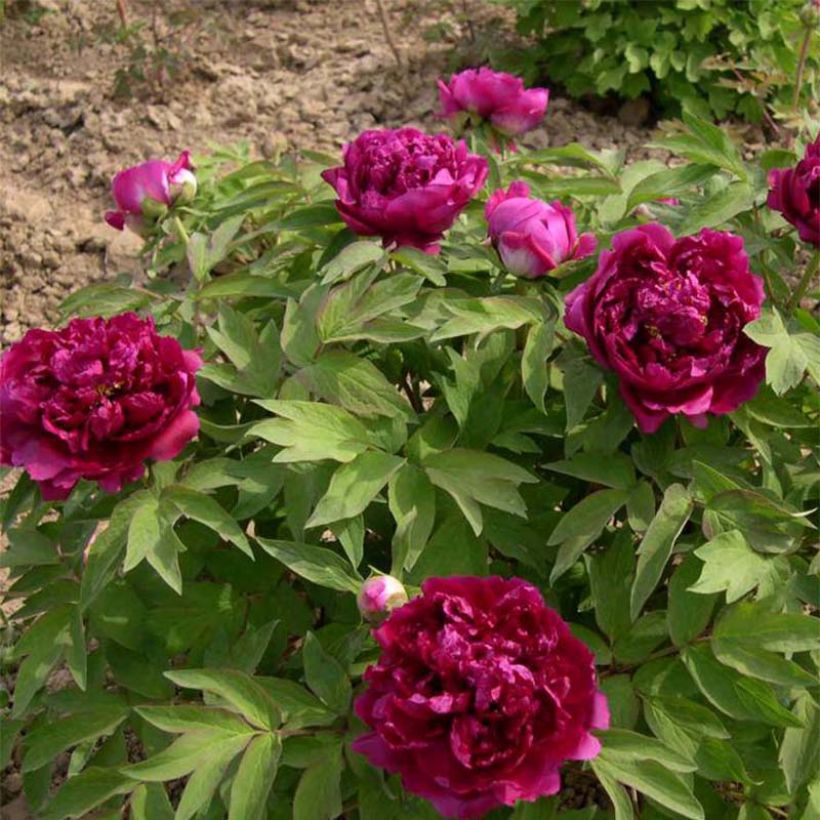 Paeonia suffruticosa Bai Yuan Hong Xia - Strauch-Pfingstrose (Plant habit)