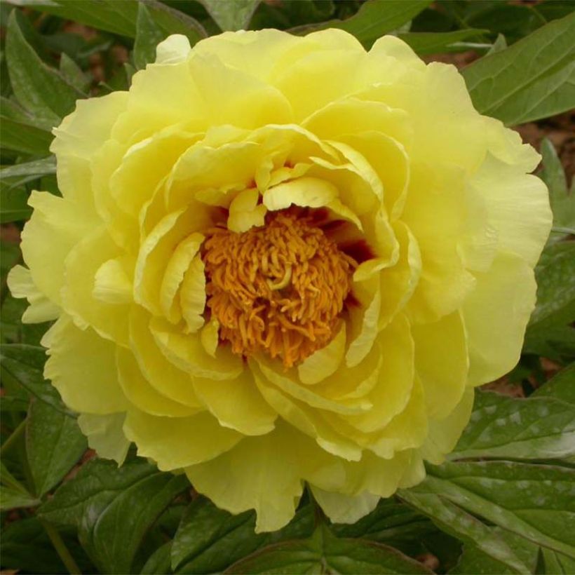 Paeonia lutea Hai Huang - Strauch-Pfingstrose (Flowering)
