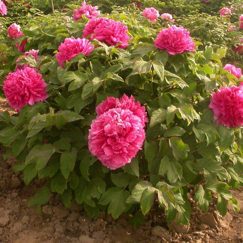 Paeonia suffruticosa Juan Ye Hong - Strauch-Pfingstrose (Plant habit)