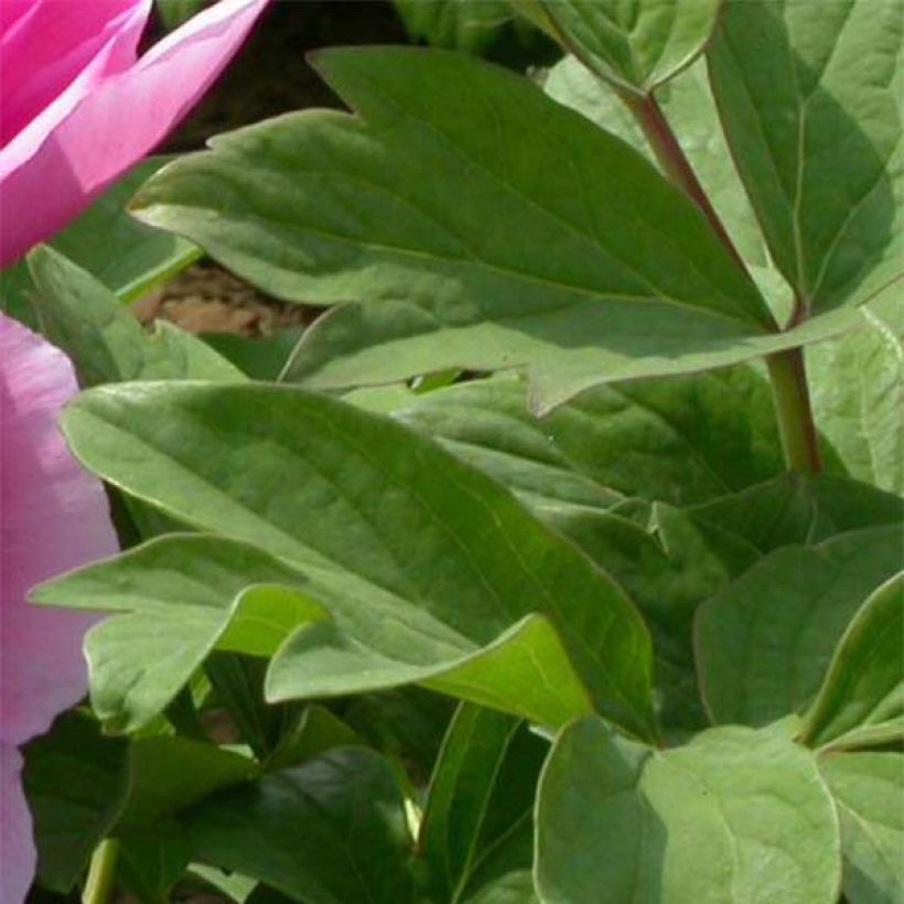 Paeonia suffruticosa Lu He Hong - Strauch-Pfingstrose (Foliage)