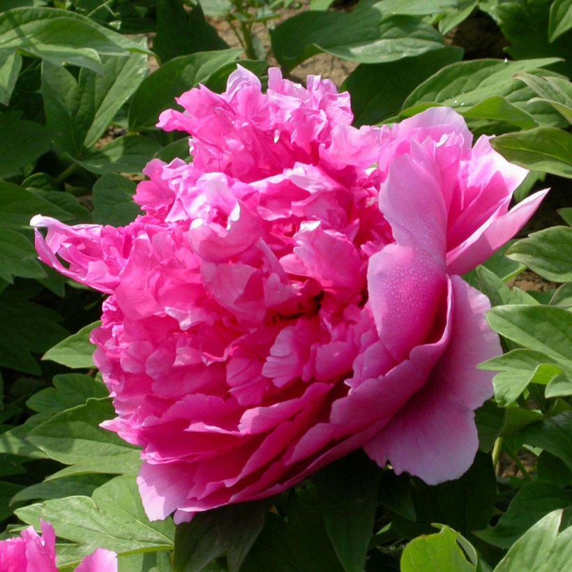 Paeonia suffruticosa Lu He Hong - Strauch-Pfingstrose (Flowering)