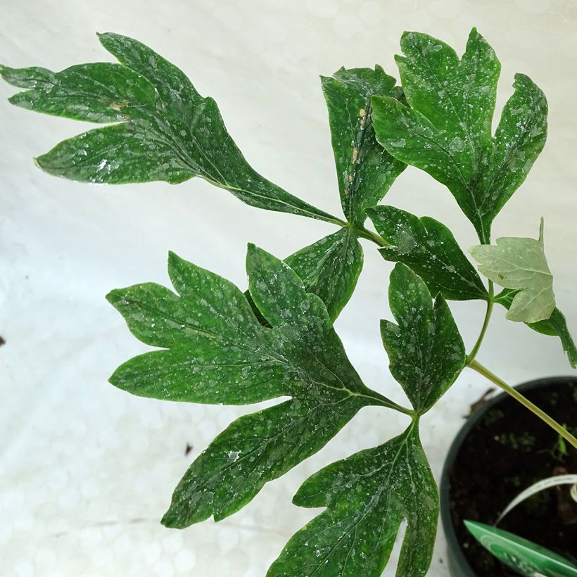 Paeonia lutea Alice Harding - Strauch-Pfingstrose (Foliage)