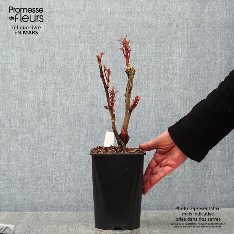 Example of Paeonia suffruticosa Cai Hui - Strauch-Pfingstrose Topf mit 2L/3L as you get in hiver