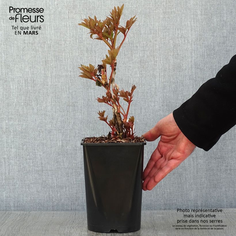 Example of Paeonia suffruticosa Fen He Piao Jiang - Strauch-Pfingstrose Topf mit 2L/3L as you get in hiver