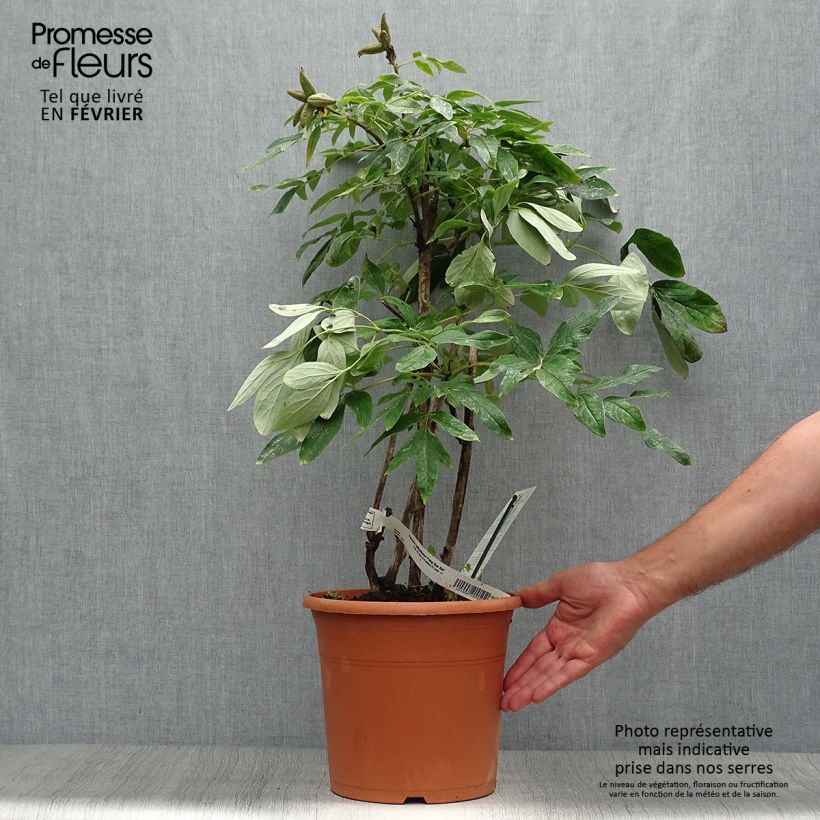 Example of Paeonia ostii Feng Dan Bai - Pfingstrose Topf mit 7,5L/10L as you get in automne
