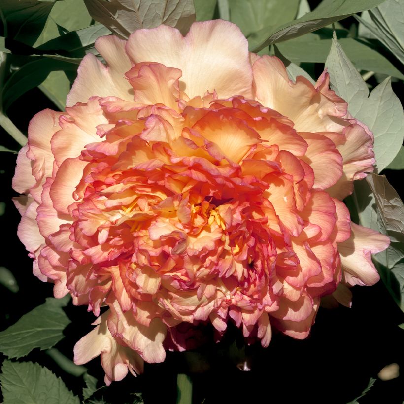 Paeonia suffruticosa Jin Ge - Strauch-Pfingstrose (Flowering)
