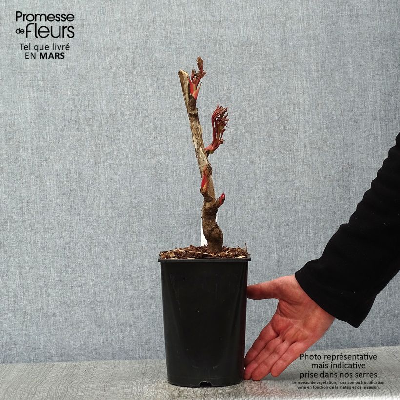 Exemplar von Paeonia suffruticosa Jin Ge - Strauch-Pfingstrose Topf mit 2L/3L wie im Winter geliefert
