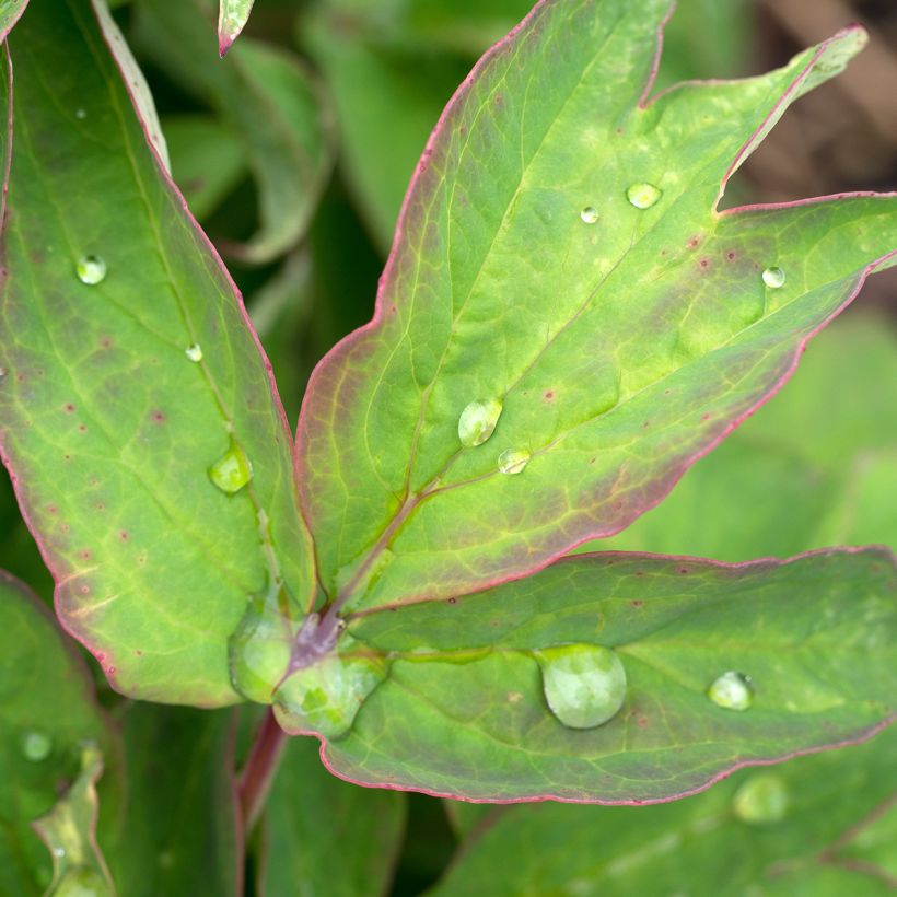 Paeonia suffruticosa Lan Bao Shi - Strauch-Pfingstrose (Foliage)