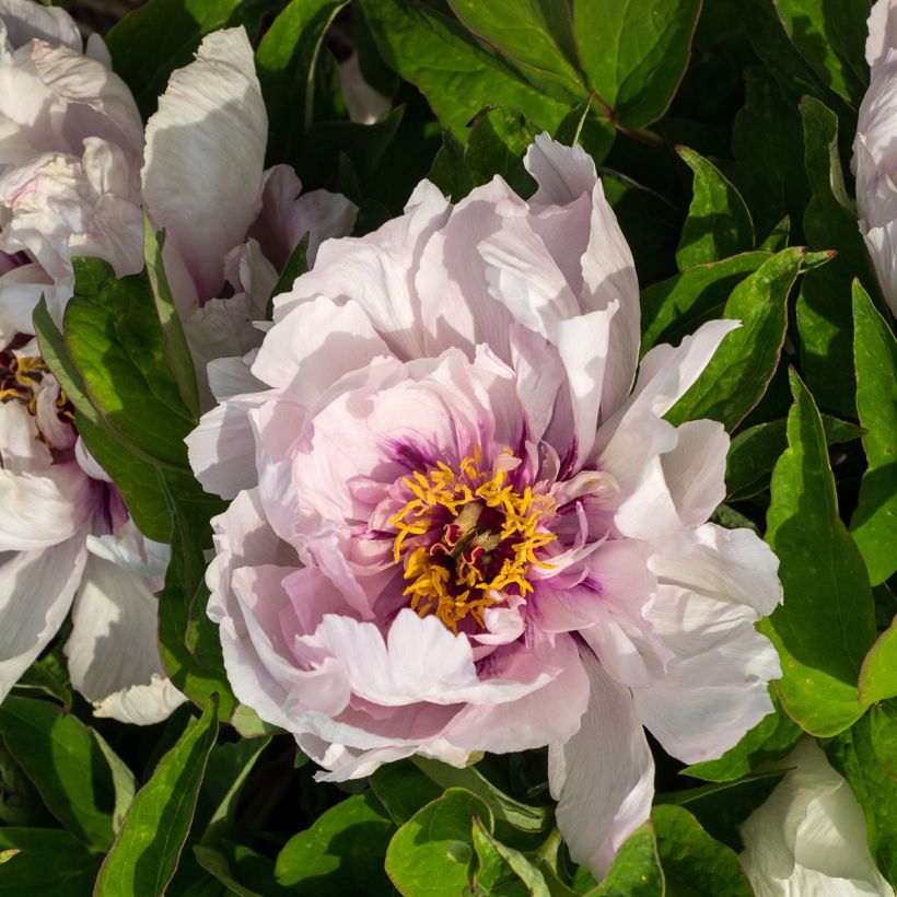 Paeonia suffruticosa Lan Bao Shi - Strauch-Pfingstrose (Flowering)