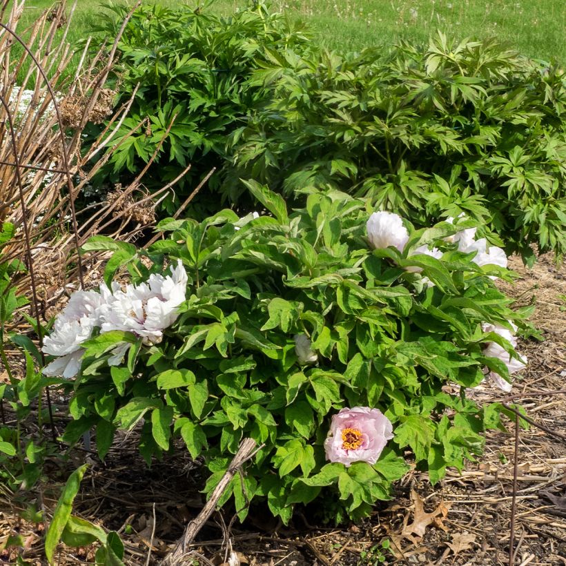 Paeonia suffruticosa Lan Bao Shi - Strauch-Pfingstrose (Plant habit)