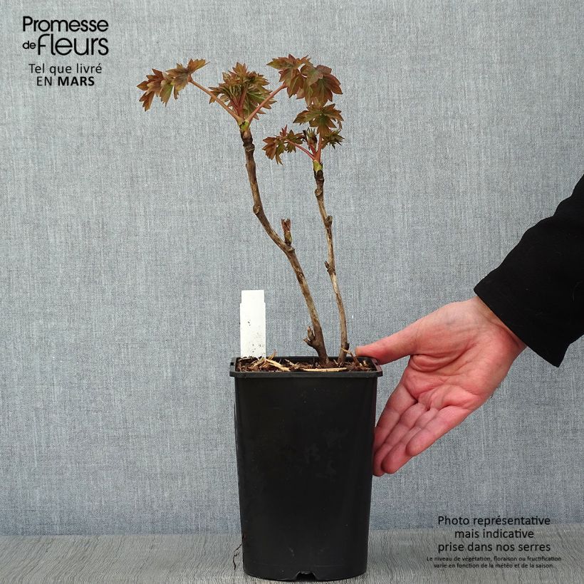 Example of Paeonia suffruticosa Luo Yang Hong - Strauch-Pfingstrose Topf mit 2L/3L as you get in hiver