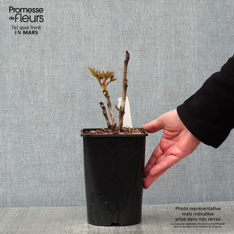 Example of Paeonia suffruticosa Rou Fu Rong - Strauch-Pfingstrose Topf mit 2L/3L as you get in hiver