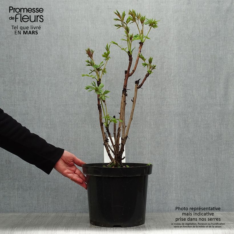 Example of Paeonia delavayi var. lutea Topf mit 7,5L/10L as you get in printemps