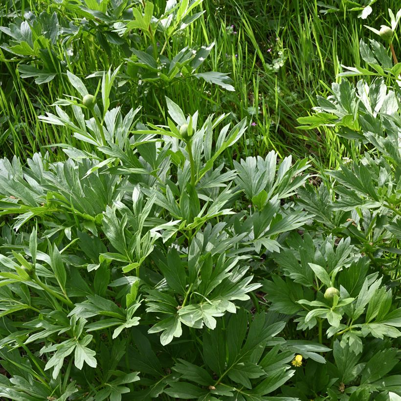 Paeonia peregrina - Pfingstrose (Foliage)