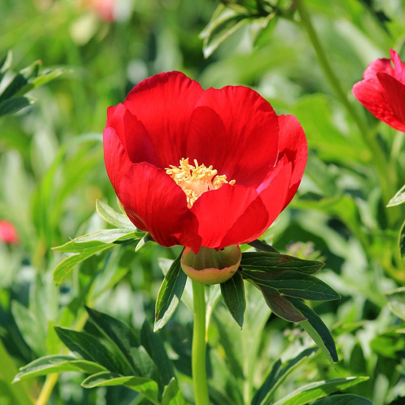 Paeonia peregrina - Pfingstrose (Flowering)