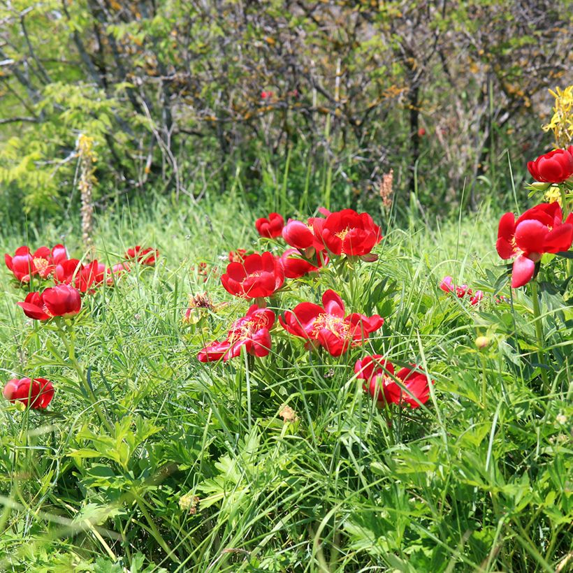 Paeonia peregrina - Pfingstrose (Plant habit)