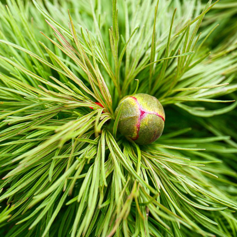 Paeonia tenuifolia - Netzblatt-Pfingstrose (Foliage)