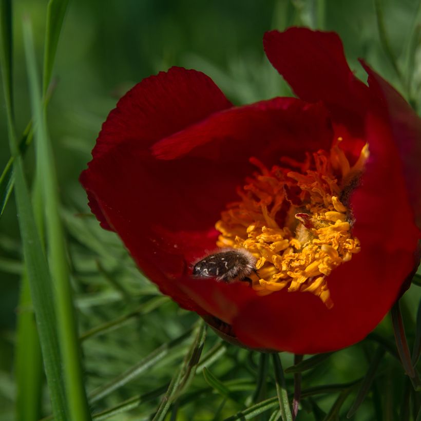 Paeonia tenuifolia - Netzblatt-Pfingstrose (Flowering)