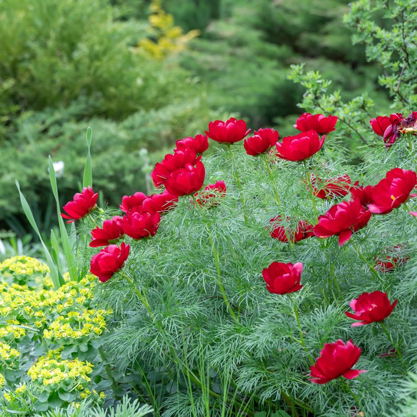 Paeonia tenuifolia - Netzblatt-Pfingstrose (Plant habit)