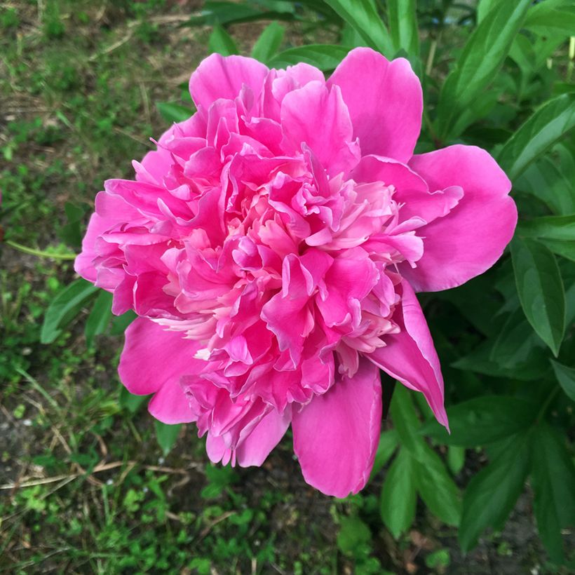 Paeonia lactiflora Amabilis - Edel-Pfingstrosen (Flowering)