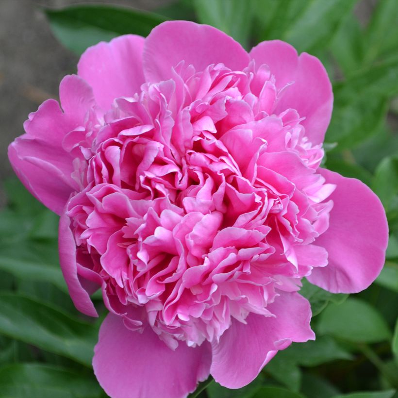 Paeonia lactiflora Bouquet Perfect - Edel-Pfingstrosen (Flowering)