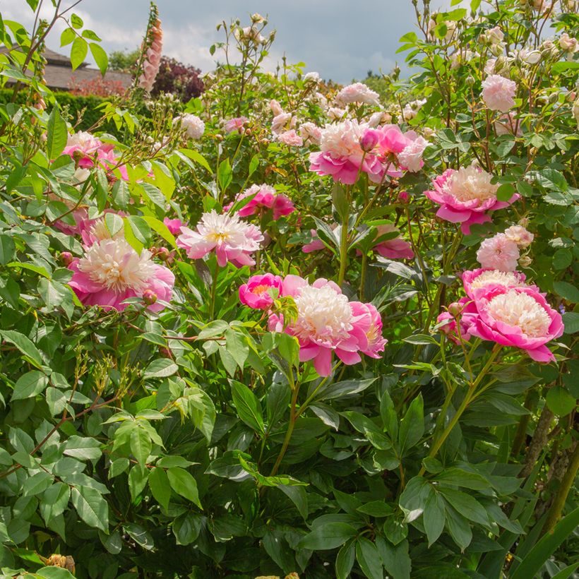 Paeonia lactiflora Bowl of Beauty - Edel-Pfingstrosen (Plant habit)