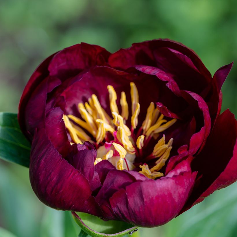 Paeonia lactiflora Buckeye Belle - Edel-Pfingstrosen (Flowering)