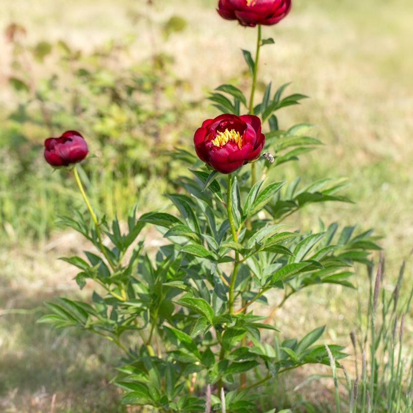 Paeonia lactiflora Buckeye Belle - Edel-Pfingstrosen (Plant habit)