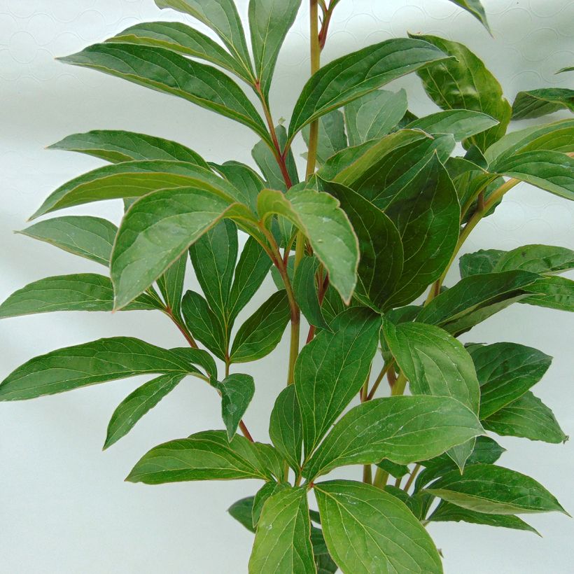 Paeonia lactiflora Cheddar Cheese - Edel-Pfingstrosen (Foliage)