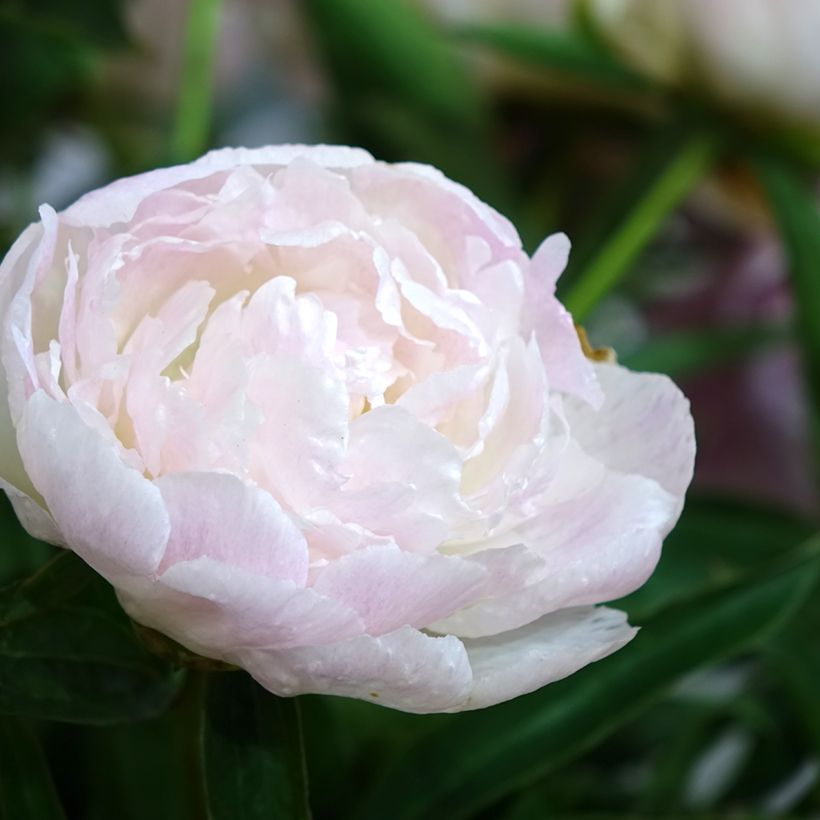 Paeonia lactiflora Chiffon Parfait - Edel-Pfingstrosen (Flowering)