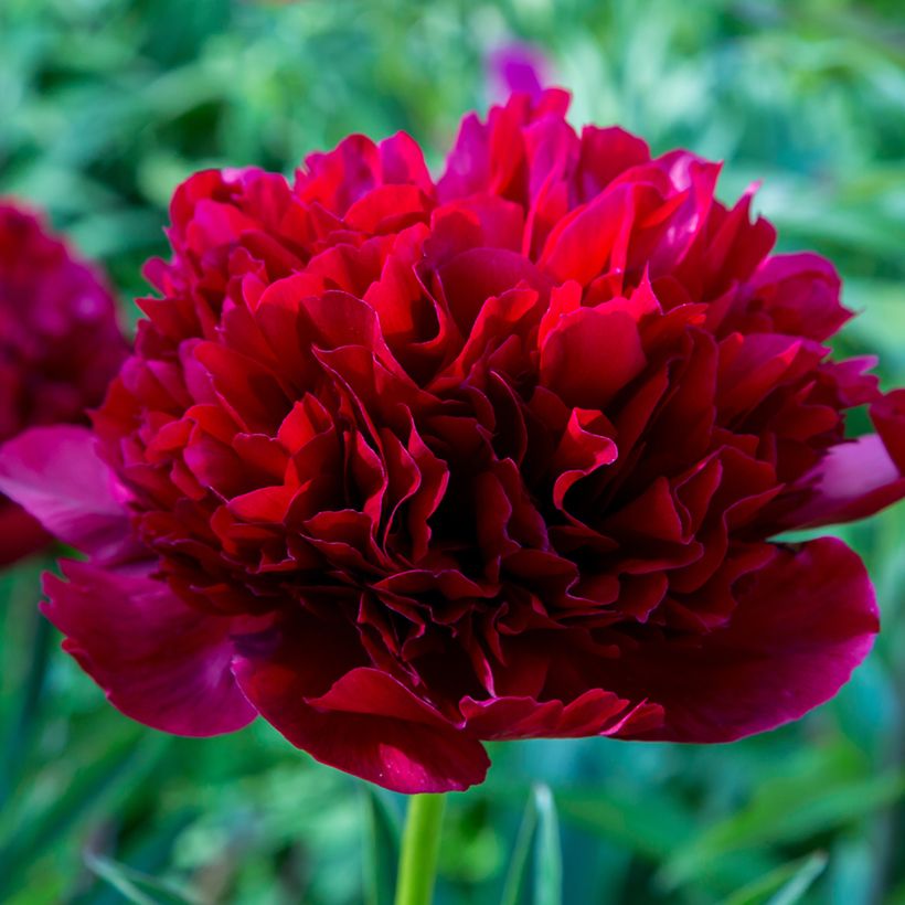 Paeonia lactiflora Command Performance - Edel-Pfingstrosen (Flowering)